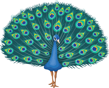 peacock olm